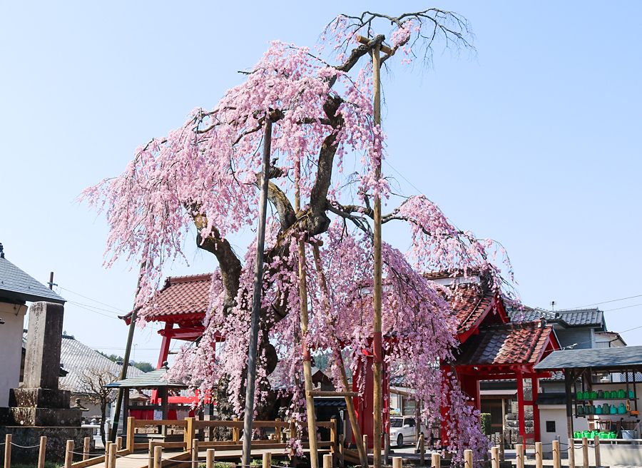 OSANPO特集SHIRAKAWA春風に誘われて、ふらっと訪れたくなる白河の旅 乙姫さくら様確認用